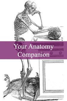 Your Anatomy Companion book cover