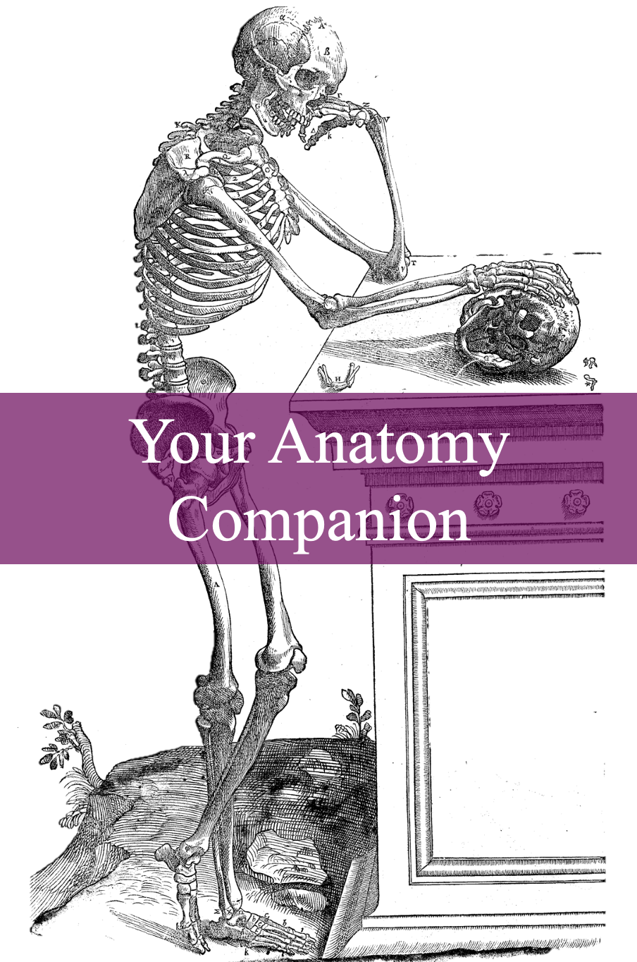 Cover image for Your Anatomy Companion