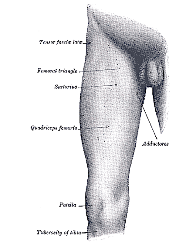 Lower Limb: Surface Anatomy