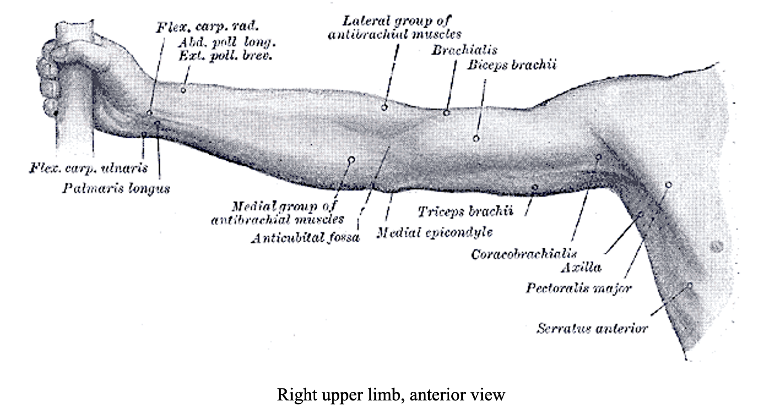 Lower Limb: Surface Anatomy